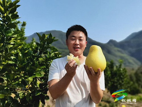 寨英鎮(zhèn)：柚子喜豐收　碩果滿枝頭
