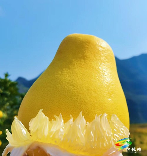 寨英鎮(zhèn)：柚子喜豐收　碩果滿枝頭