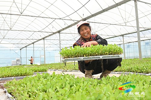 松桃： 稻油輪作　機(jī)械化移栽效率高