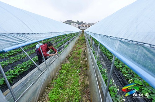 太平營街道：草莓管護忙