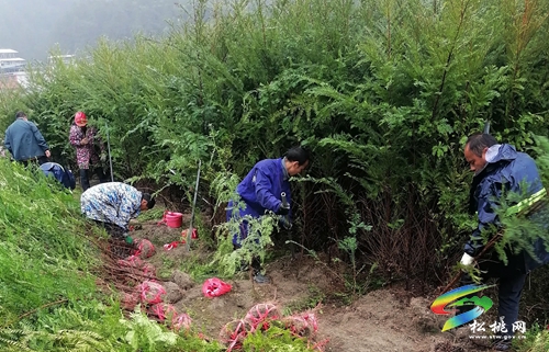 貴州松桃：發(fā)展珍稀植物紅豆杉助力鄉(xiāng)村振興