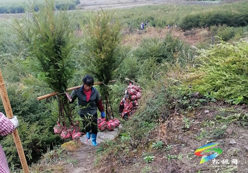 貴州松桃：發(fā)展珍稀植物紅豆杉助力鄉(xiāng)村振興