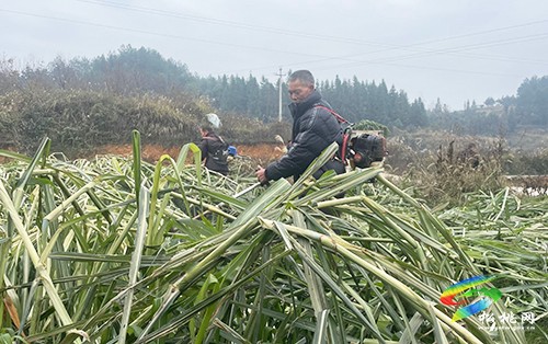 松桃：牧草種植 促進(jìn)農(nóng)牧業(yè)循環(huán)發(fā)展