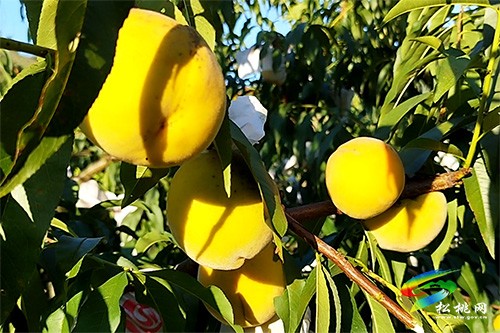 迓駕鎮(zhèn)：壯大集體經(jīng)濟 實現(xiàn)強村富民