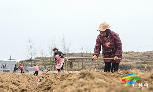盤石鎮(zhèn)：中藥材種植忙