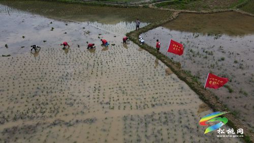 甘龍鎮(zhèn)：精準發(fā)力培育鄉(xiāng)村振興人才隊伍
