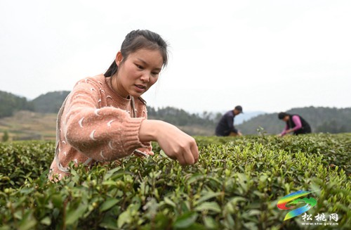松桃：19萬余畝春茶開采