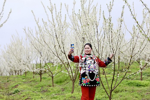 【多彩貴州·花漾中國】長興堡鎮(zhèn)：花開春意濃 苗家女子入畫中