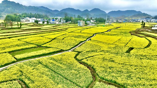 【多彩貴州·花漾中國】長興堡鎮(zhèn)：花開春意濃 苗家女子入畫中