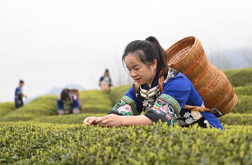 松桃:三月春光好春茶采摘忙