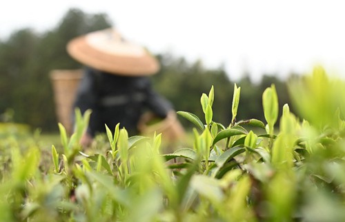 松桃:三月春光好春茶采摘忙