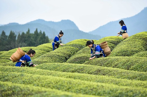 松桃:三月春光好春茶采摘忙