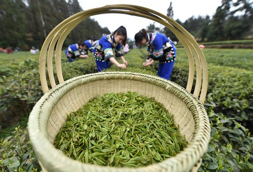 松桃:三月春光好春茶采摘忙