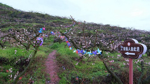 【多彩貴州?花漾中國】松桃：千畝桃花開 萬人赴盛宴