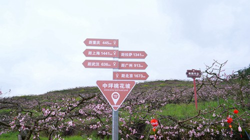 【多彩貴州?花漾中國】松桃：千畝桃花開 萬人赴盛宴