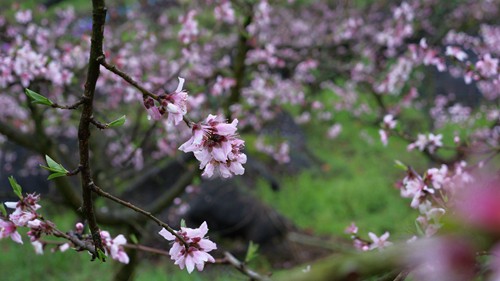 【多彩貴州?花漾中國】松桃：千畝桃花開 萬人赴盛宴
