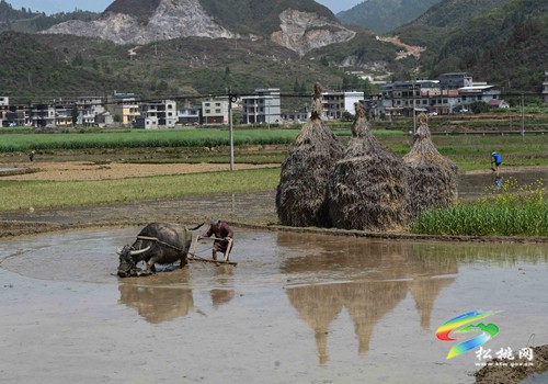 普覺(jué)鎮(zhèn)：春耕春管忙