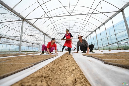 松桃：科技育秧助增收