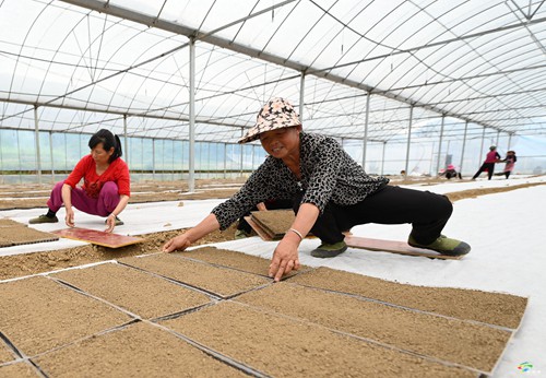 松桃：科技育秧助增收