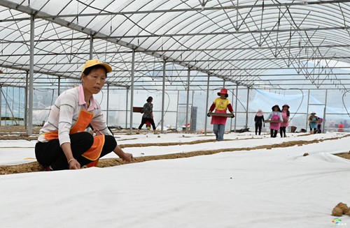 松桃：科技育秧助增收