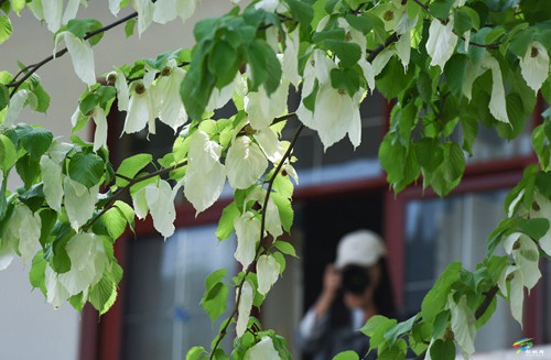 松桃：鴿子花開了