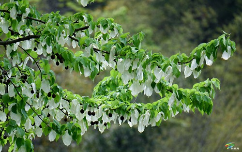 松桃：鴿子花開了