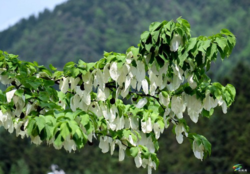 松桃：鴿子花開了