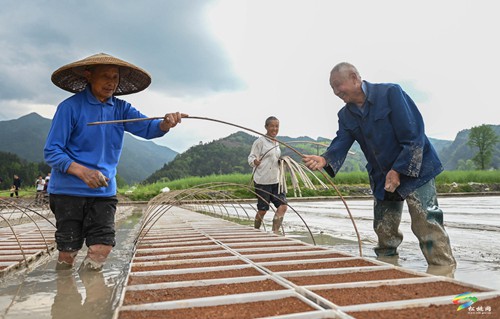 松桃：谷雨將至農(nóng)事忙