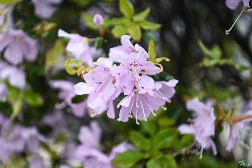 “五一”假期去哪里，飛靈山上的杜鵑花等你來