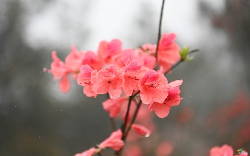 “五一”假期去哪里，飛靈山上的杜鵑花等你來