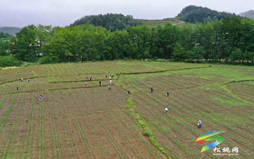 松桃大路鎮(zhèn)：支部聯(lián)建助農(nóng)忙