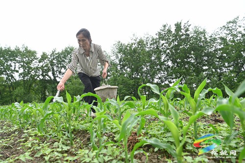 松桃大路鎮(zhèn)：支部聯(lián)建助農(nóng)忙