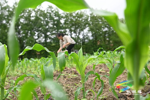 松桃大路鎮(zhèn)：支部聯(lián)建助農(nóng)忙