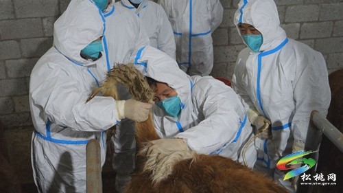 ?松桃：動物防疫模式改革 防疫質(zhì)量顯著提升