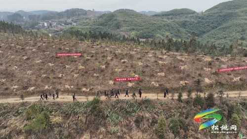 松桃：新年上班第一天 義務植樹添新綠