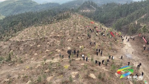 松桃：新年上班第一天 義務植樹添新綠