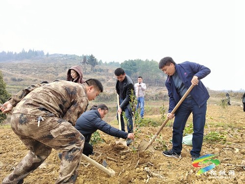 太平營(yíng)街道開展義務(wù)植樹活動(dòng)
