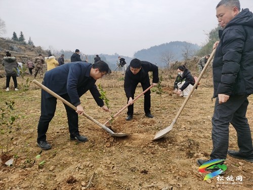 太平營(yíng)街道開展義務(wù)植樹活動(dòng)