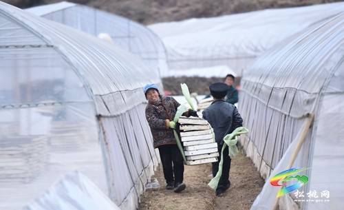 松桃：大棚基地育苗忙