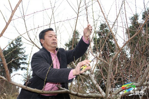 盤信鎮(zhèn)樓臺村：黃桃管護忙