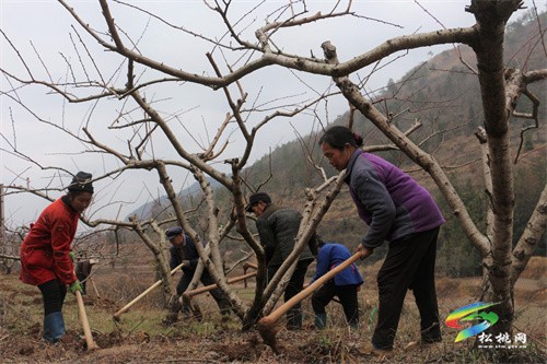 盤信鎮(zhèn)樓臺村：黃桃管護忙