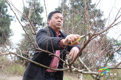 盤信鎮(zhèn)樓臺村：黃桃管護忙