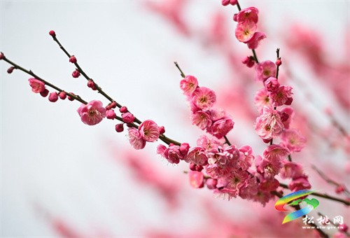 松桃：春暖花開 賞梅正當時