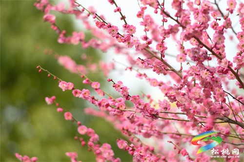 松桃：春暖花開 賞梅正當時