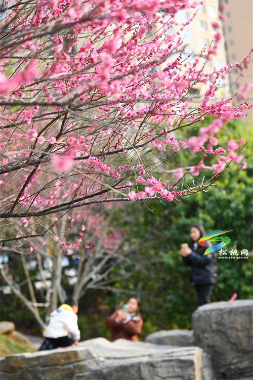 松桃：春暖花開 賞梅正當時