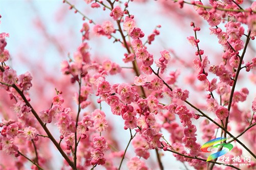 松桃：春暖花開 賞梅正當時