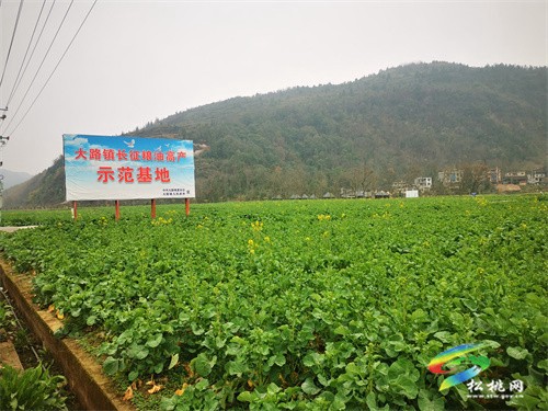 大路鎮(zhèn):油菜長勢喜人