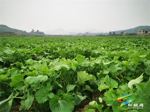 大路鎮(zhèn):油菜長勢喜人