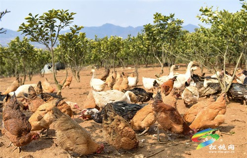 松桃：林下養(yǎng)殖“錢”景好