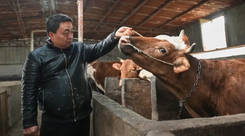 永安鄉(xiāng)：家庭農(nóng)場養(yǎng)殖促增收